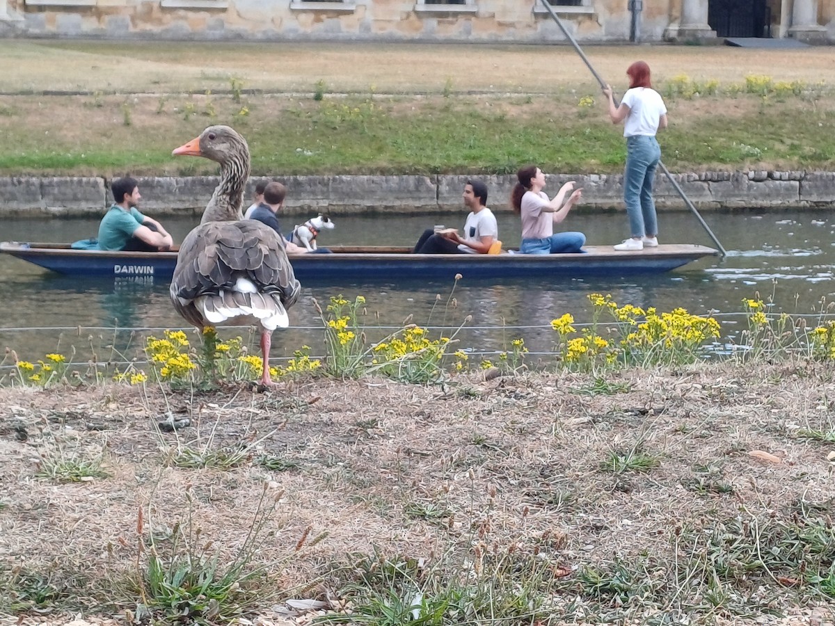 Graylag Goose - ML639051746