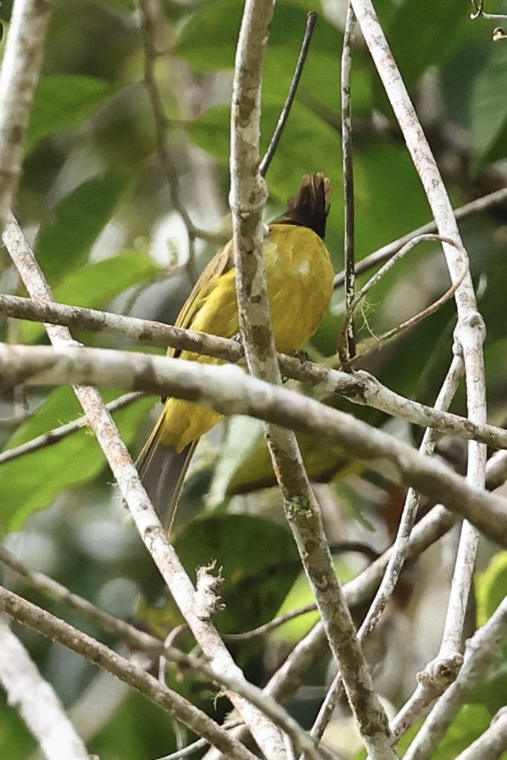 Bornean Bulbul - ML639051749