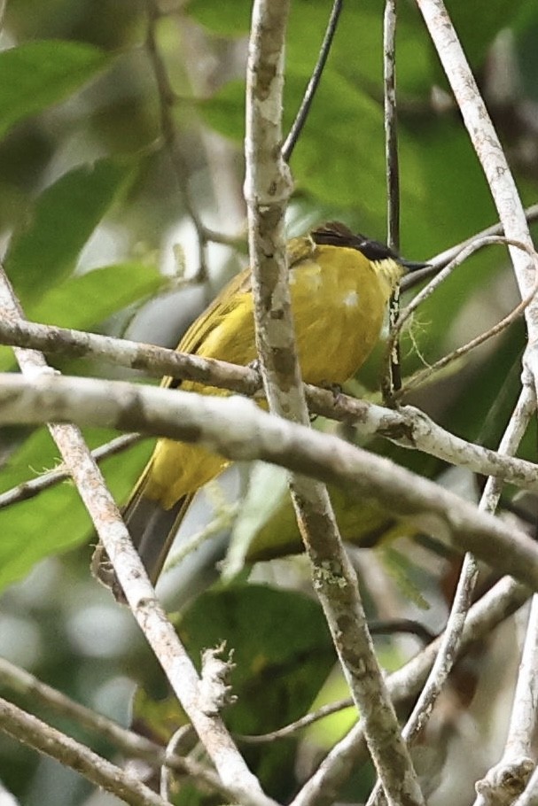 Bornean Bulbul - ML639051750