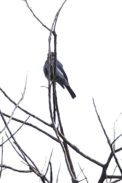 Verditer Flycatcher - ML639051759