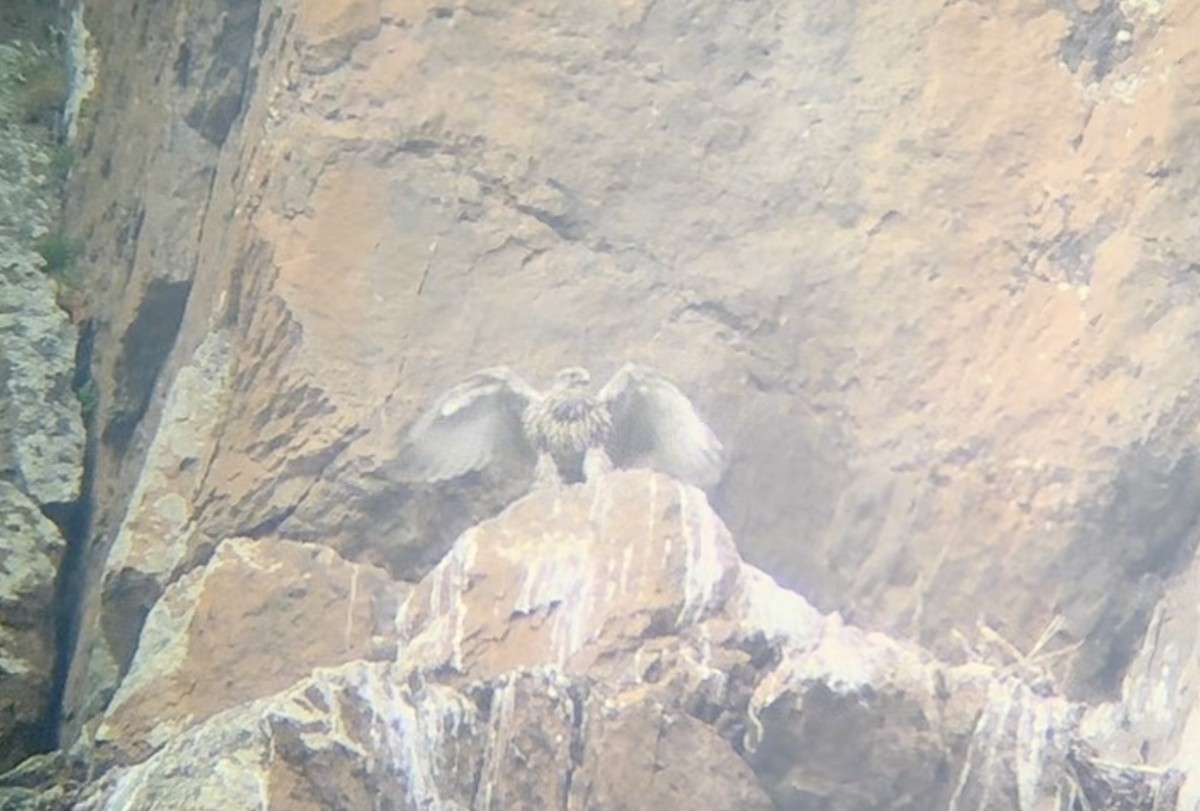 Gyrfalcon - ML639051761