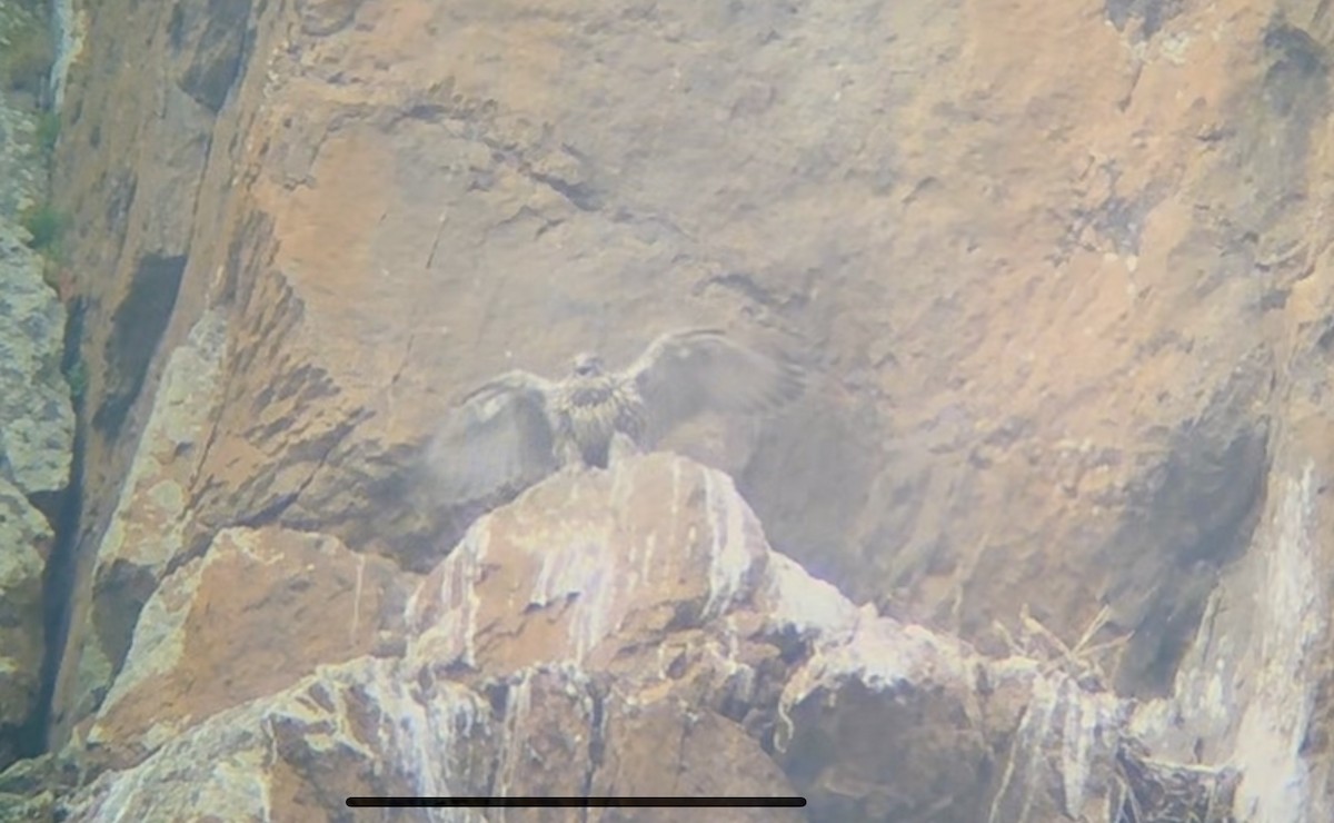 Gyrfalcon - ML639051763