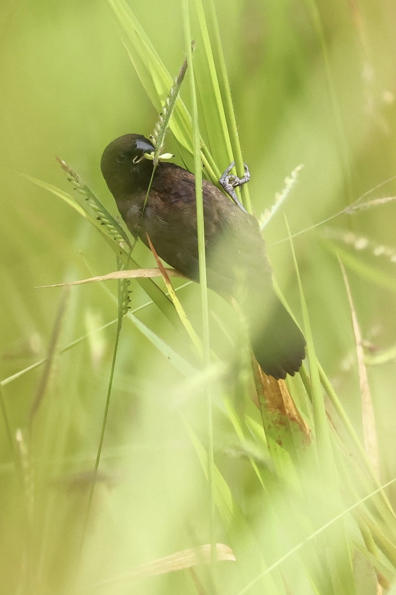 Dusky Munia - ML639051764
