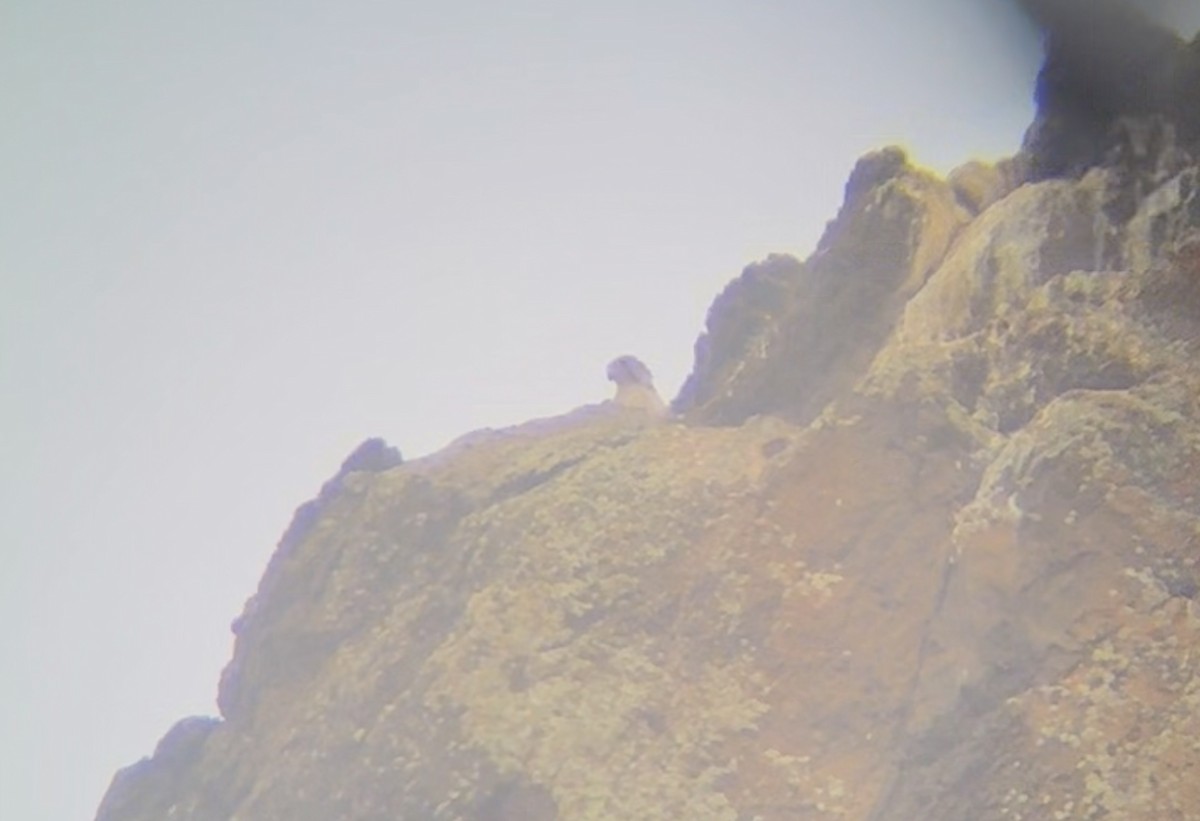 Gyrfalcon - ML639051827