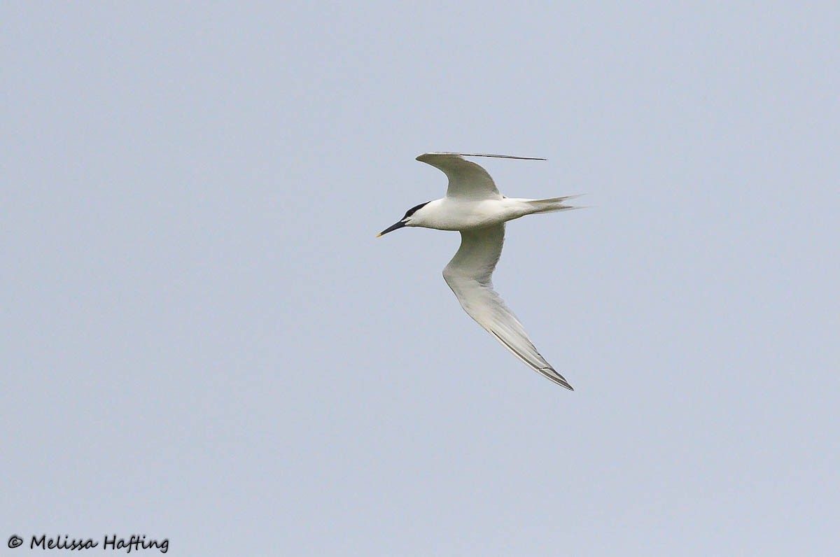 Sandwich Tern (Eurasian) - ML639051860