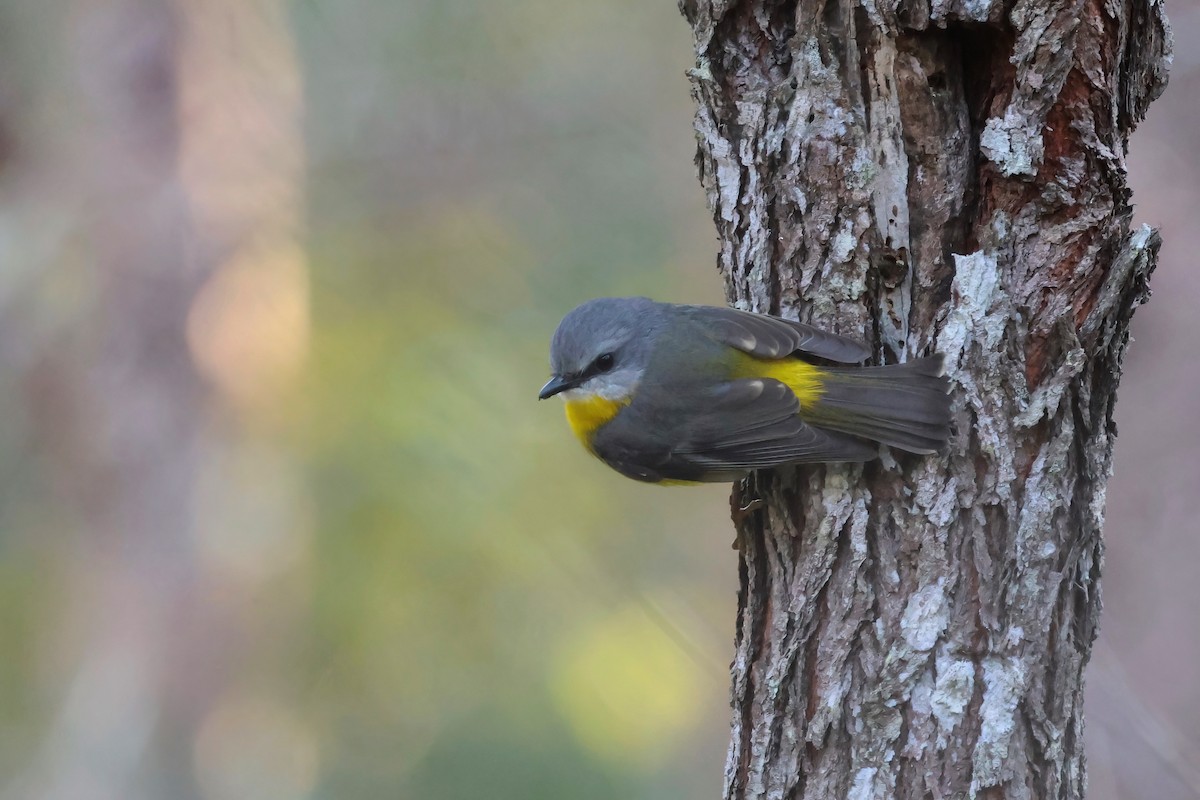 Eastern Yellow Robin - ML639051867