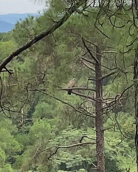 Himalayan/Eurasian Griffon - ML639051876