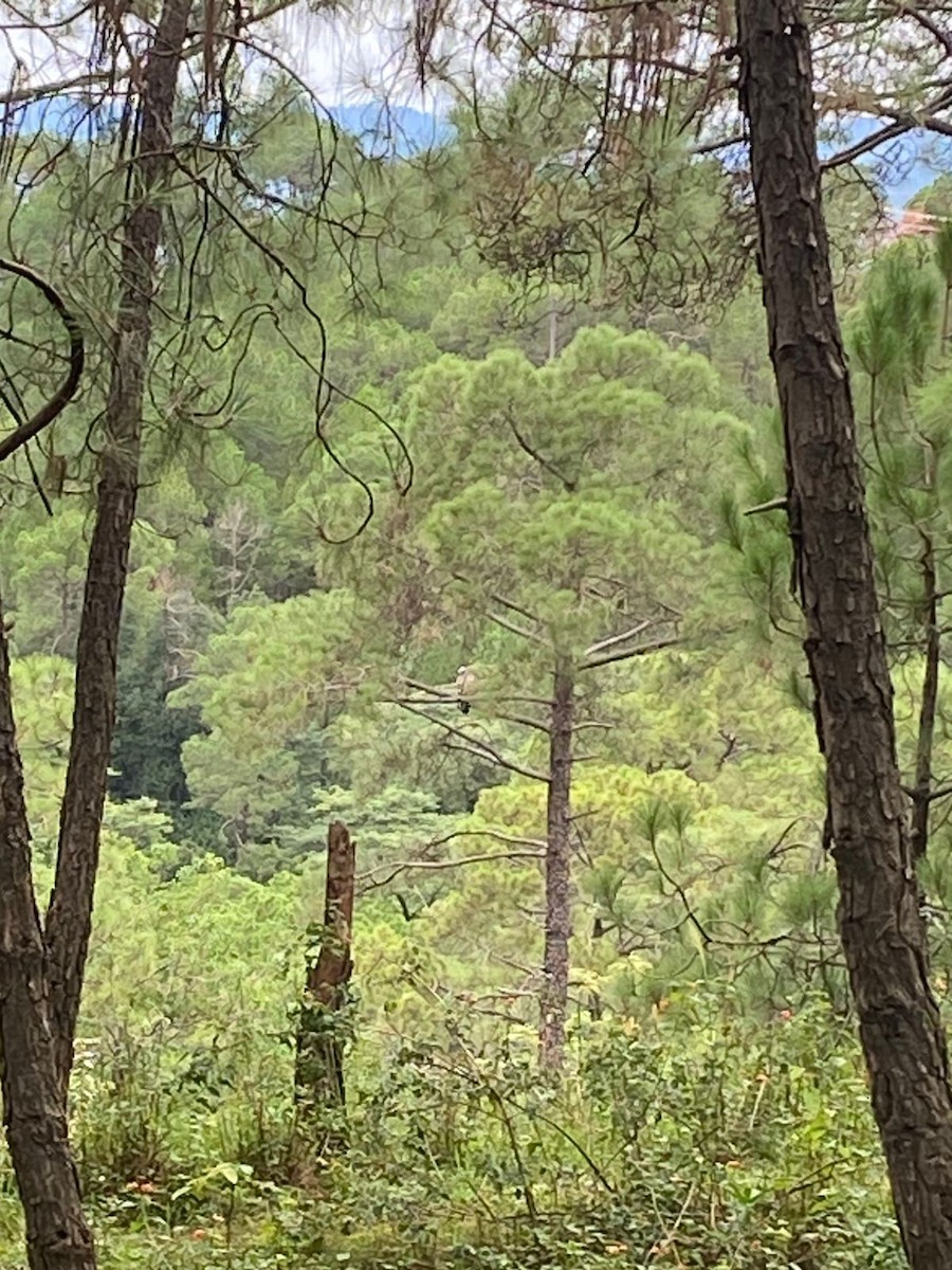 Himalayan/Eurasian Griffon - ML639051877