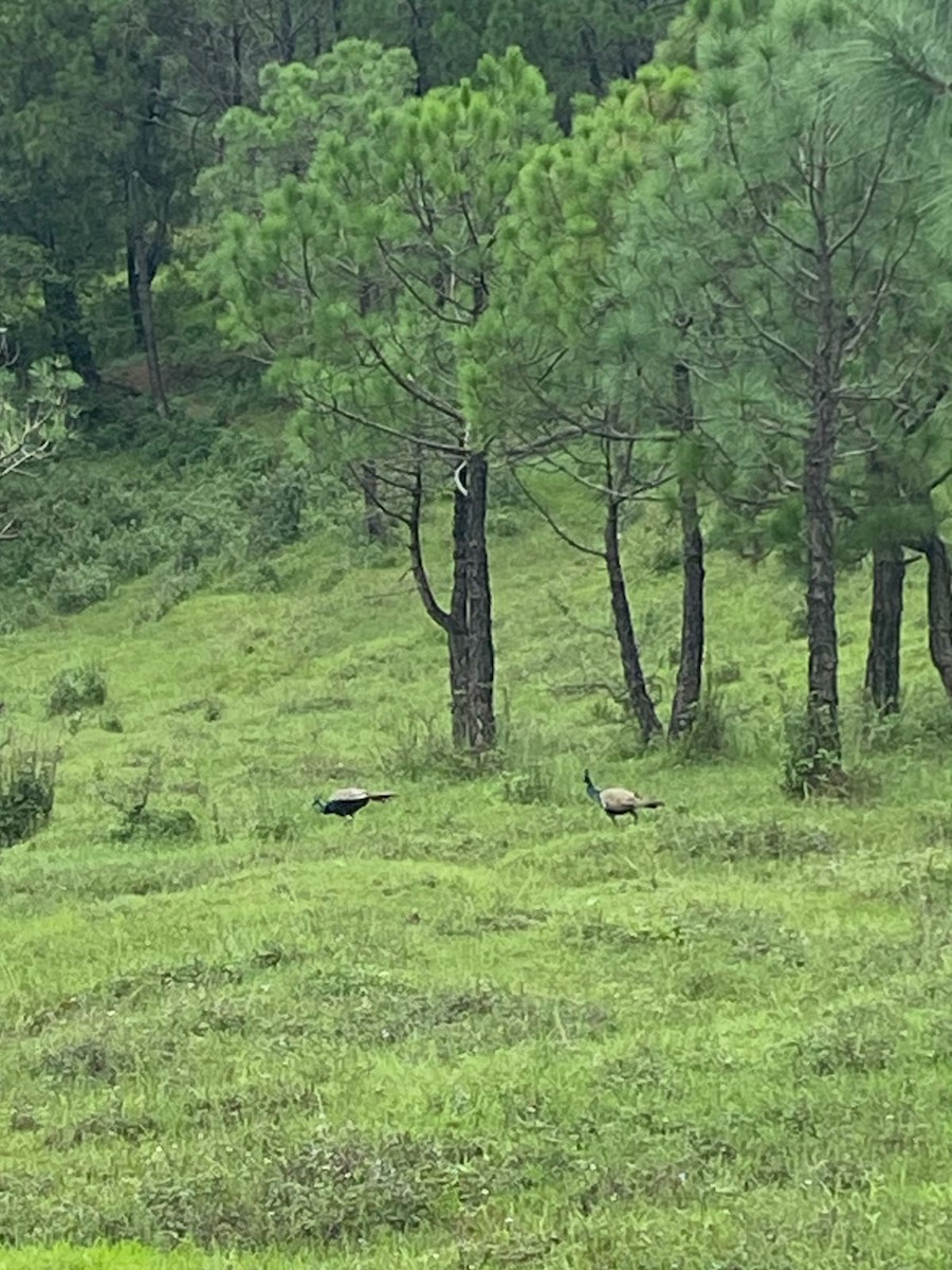 Indian Peafowl - ML639051882