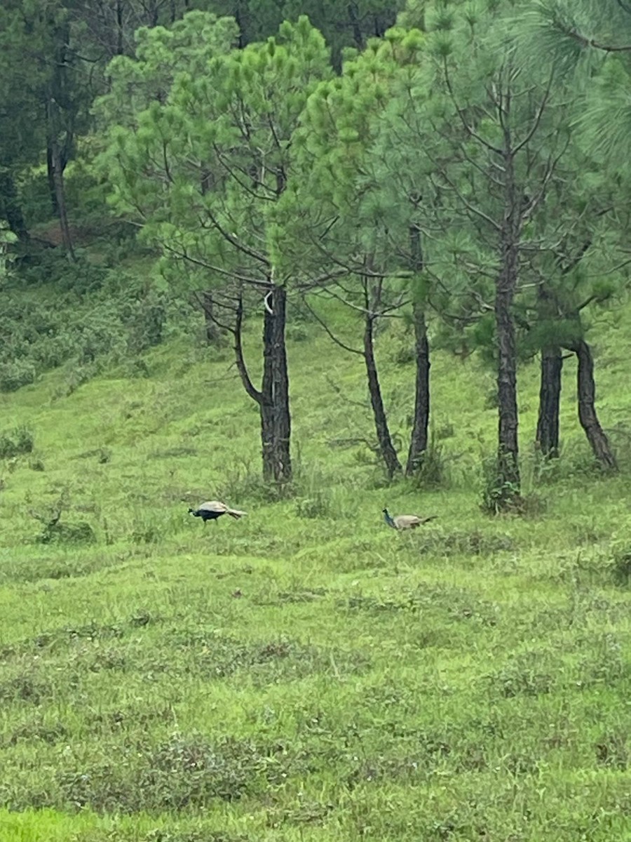 Indian Peafowl - ML639051883