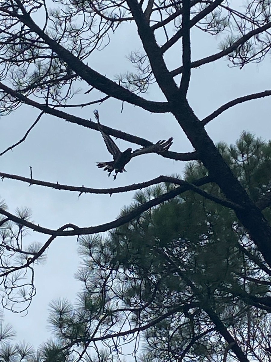Crested Serpent-Eagle - ML639051885