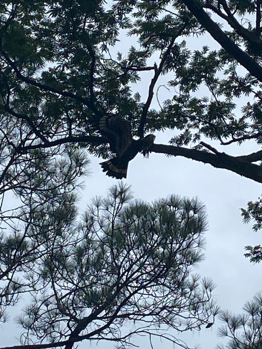 Crested Serpent-Eagle - ML639051886