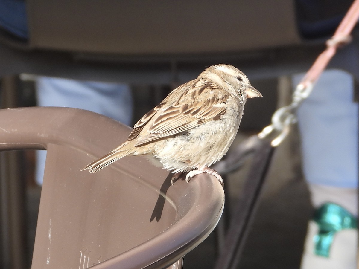 House Sparrow - ML639051987