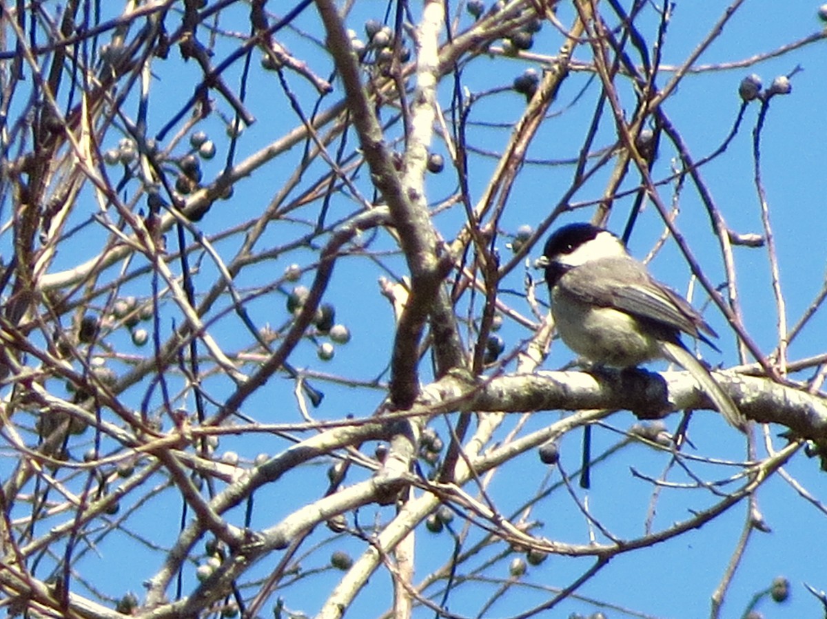 Carolina Chickadee - ML639051989