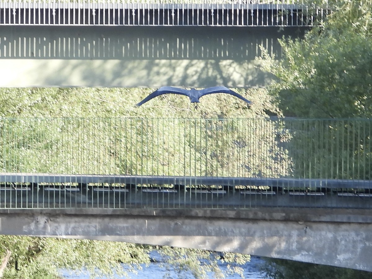 Gray Heron - ML639051990