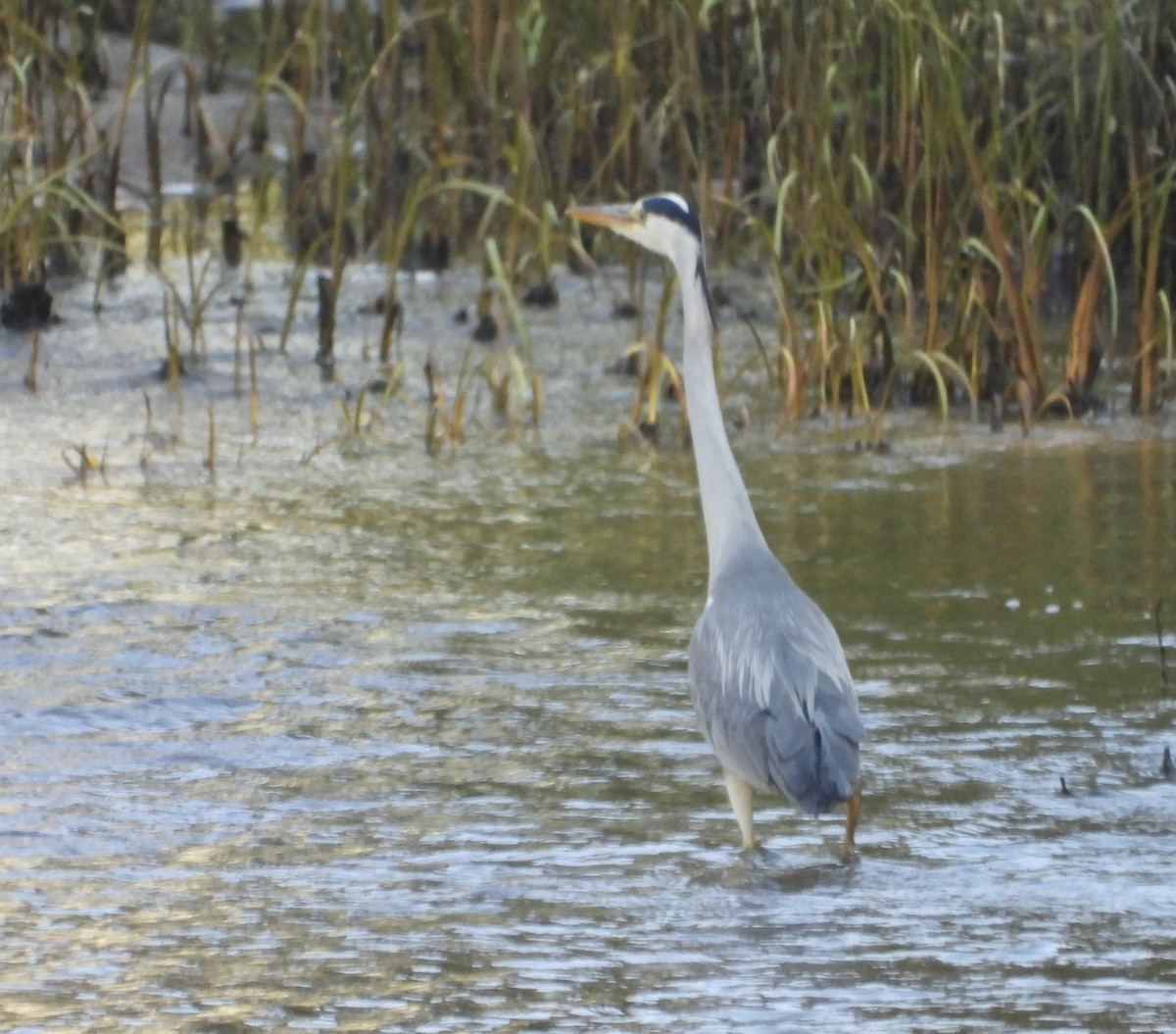 Gray Heron - ML639051991