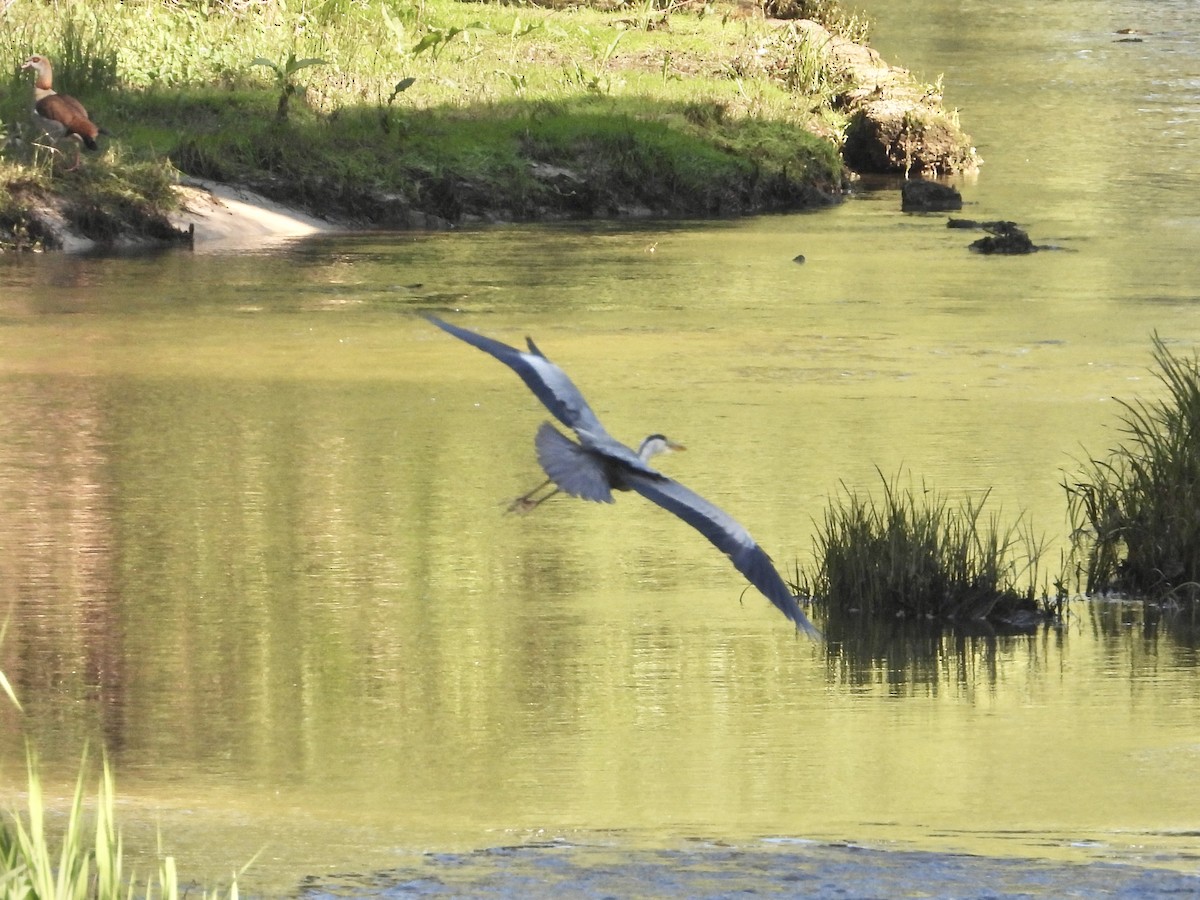Gray Heron - ML639051992