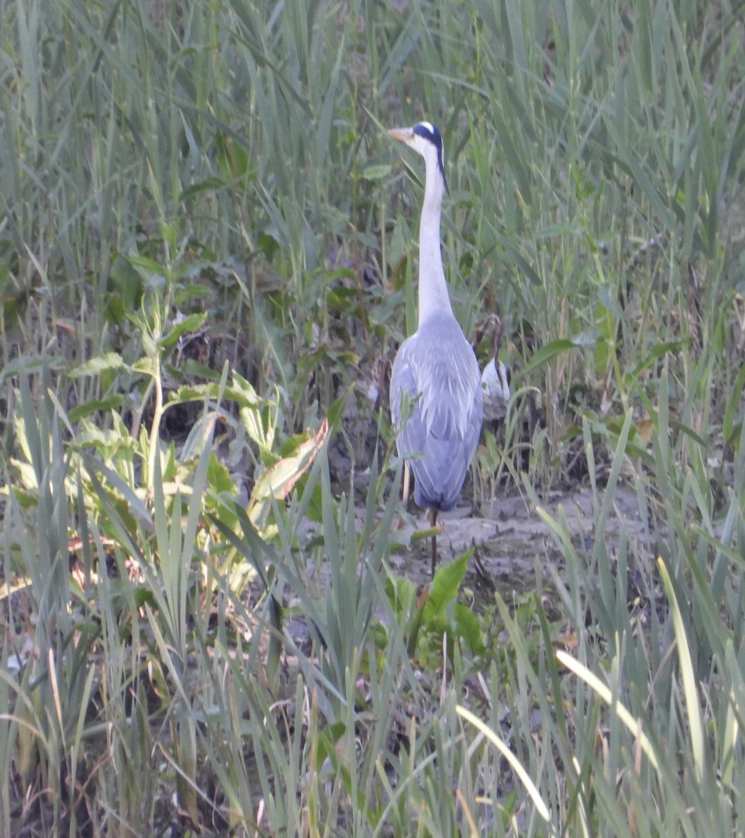 Gray Heron - ML639051993