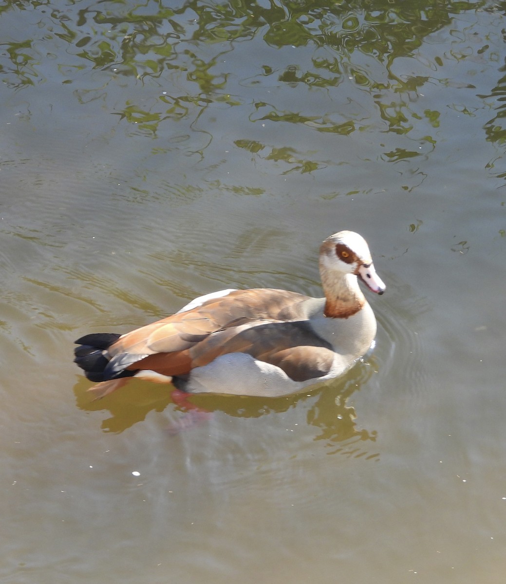 Egyptian Goose - ML639052001
