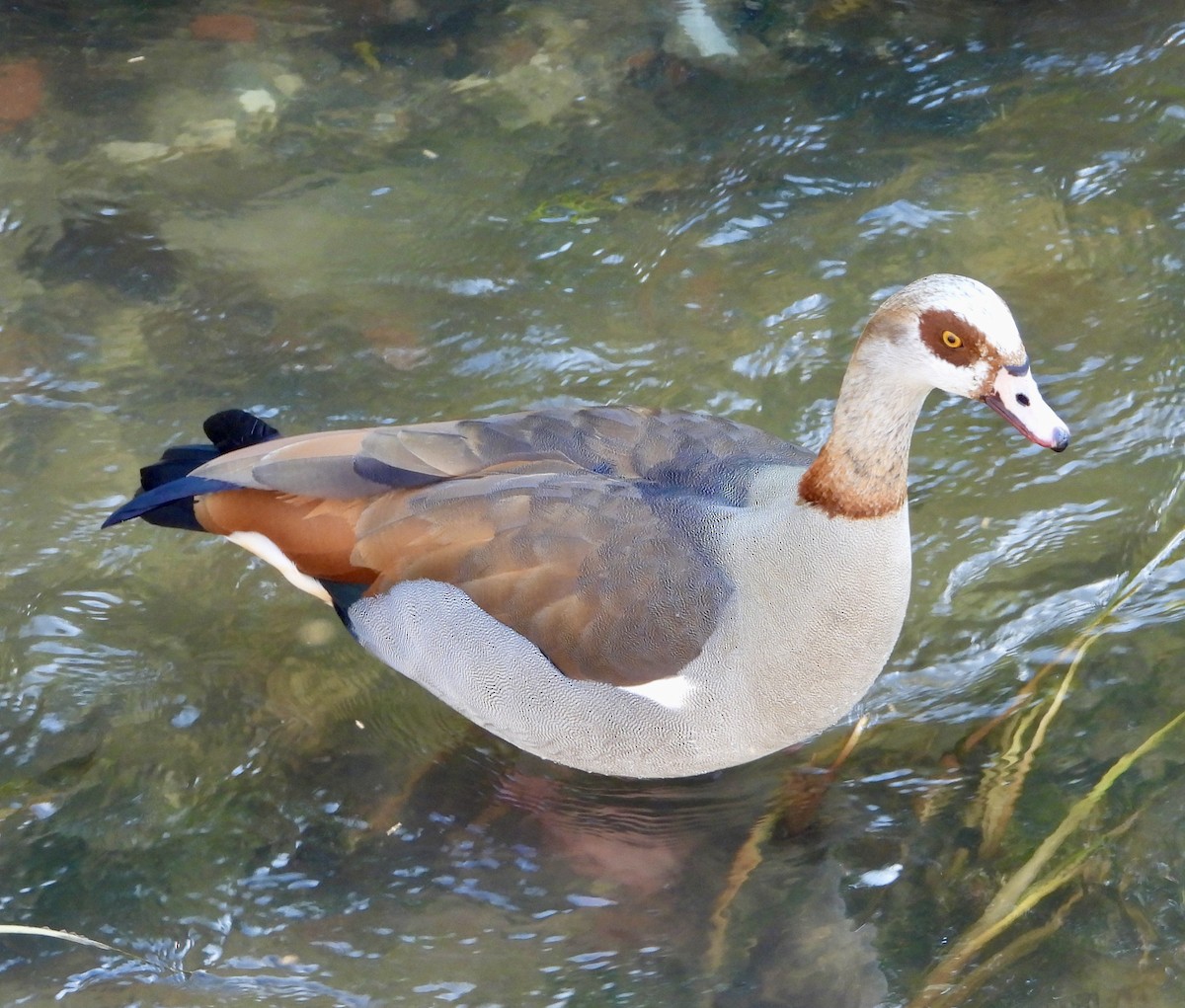 Egyptian Goose - ML639052003