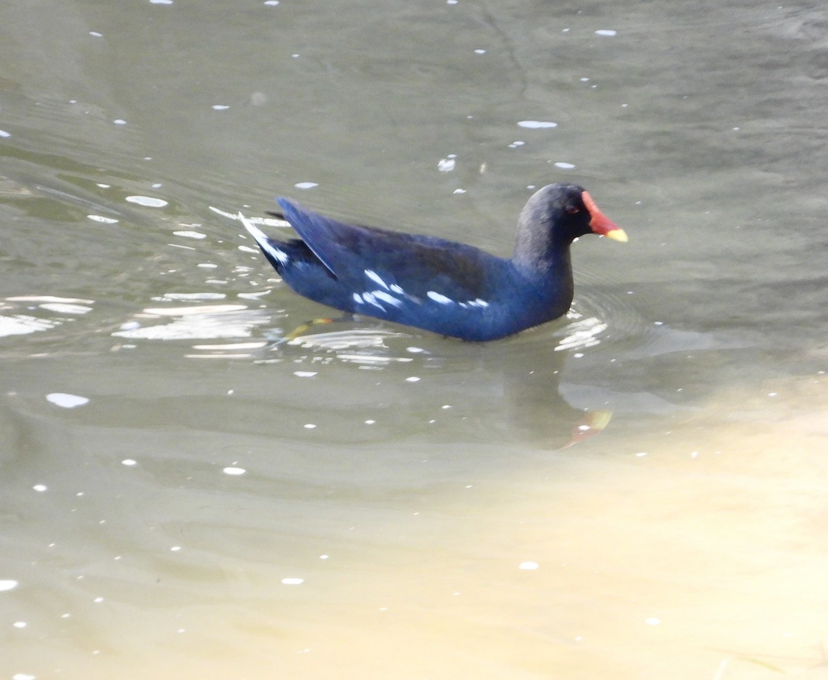 Eurasian Moorhen - ML639052007