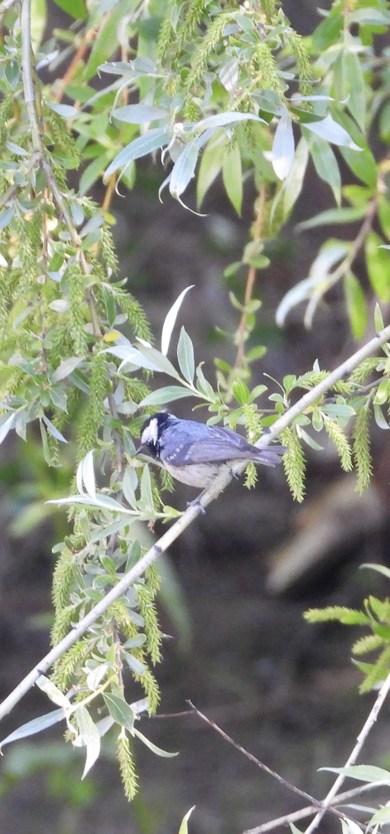 Coal Tit - ML639052011
