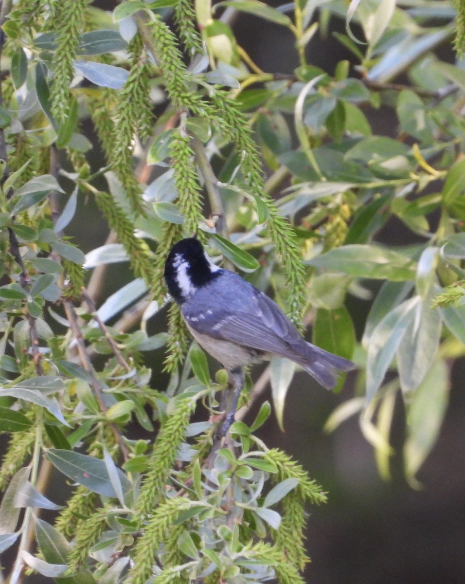 Coal Tit - ML639052012