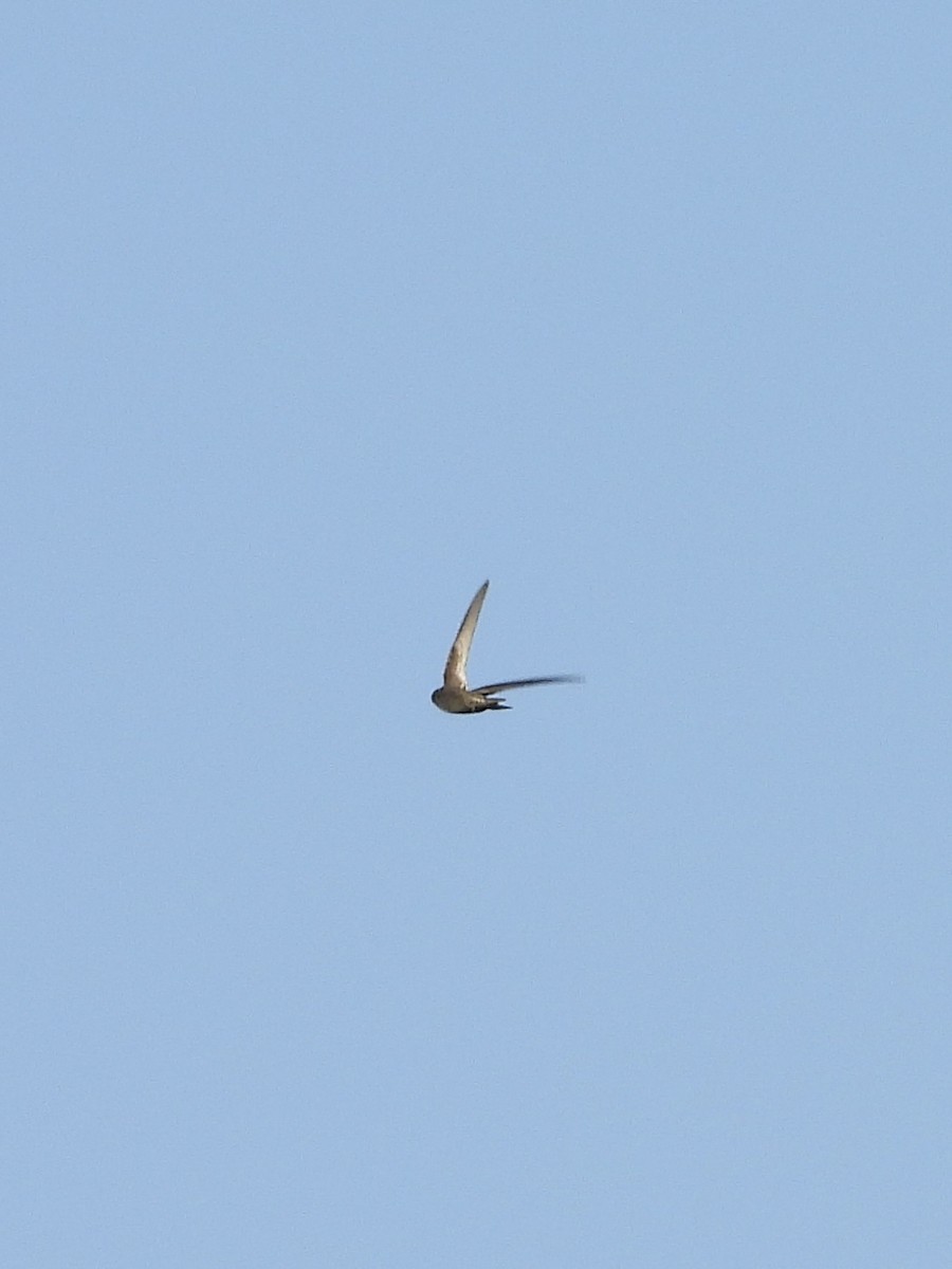 Common Swift - ML639052015