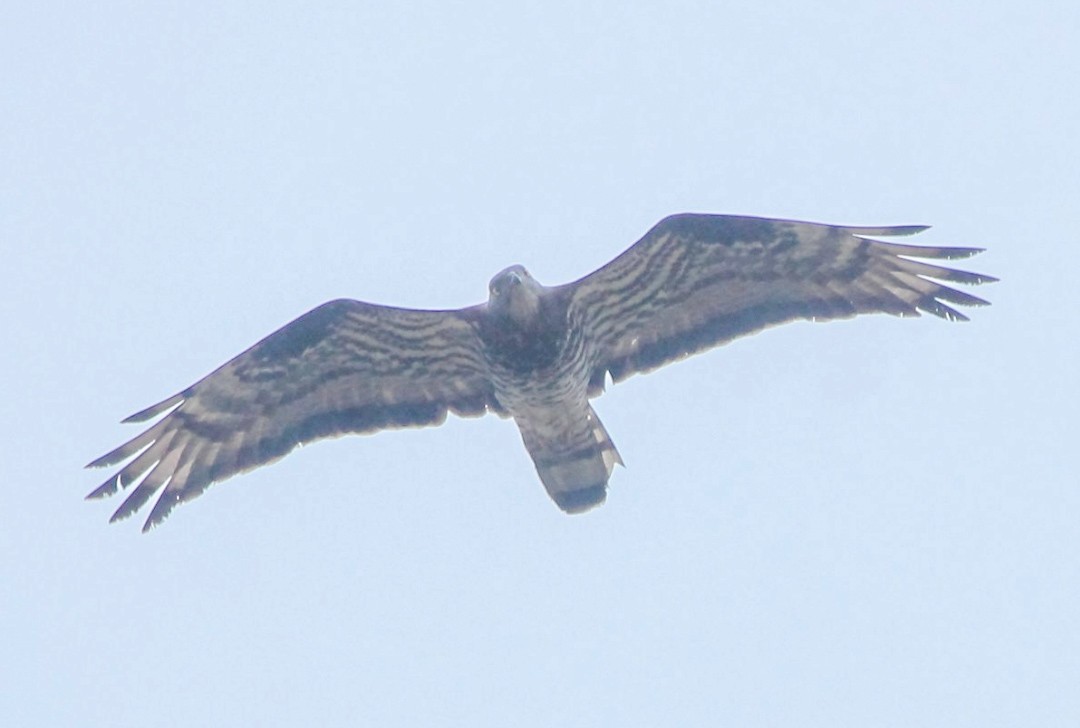 Балч гоорбис - ML639052019