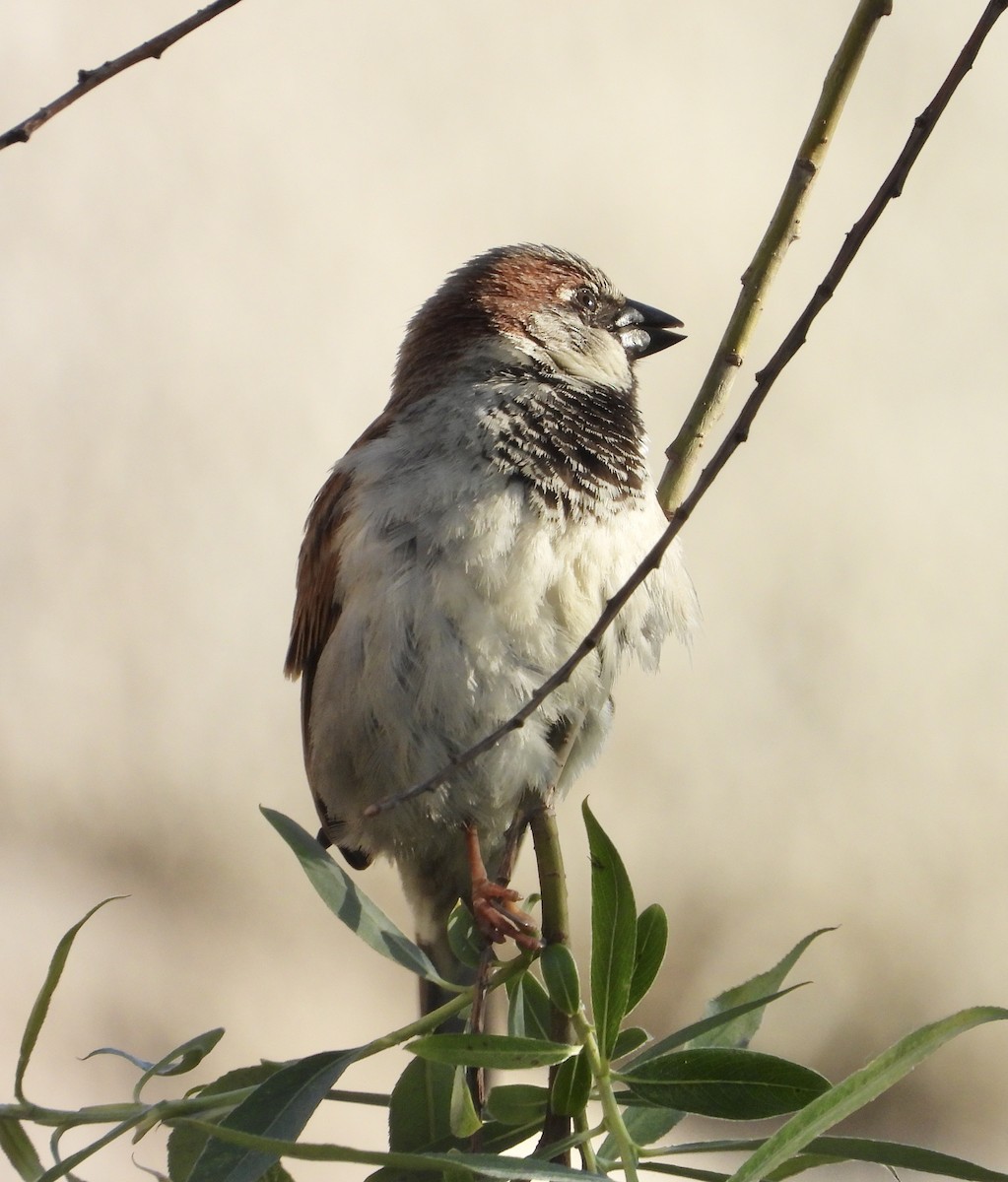 House Sparrow - ML639052021