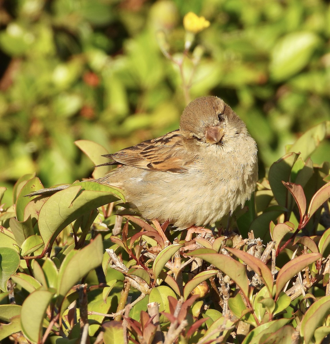 House Sparrow - ML639052022