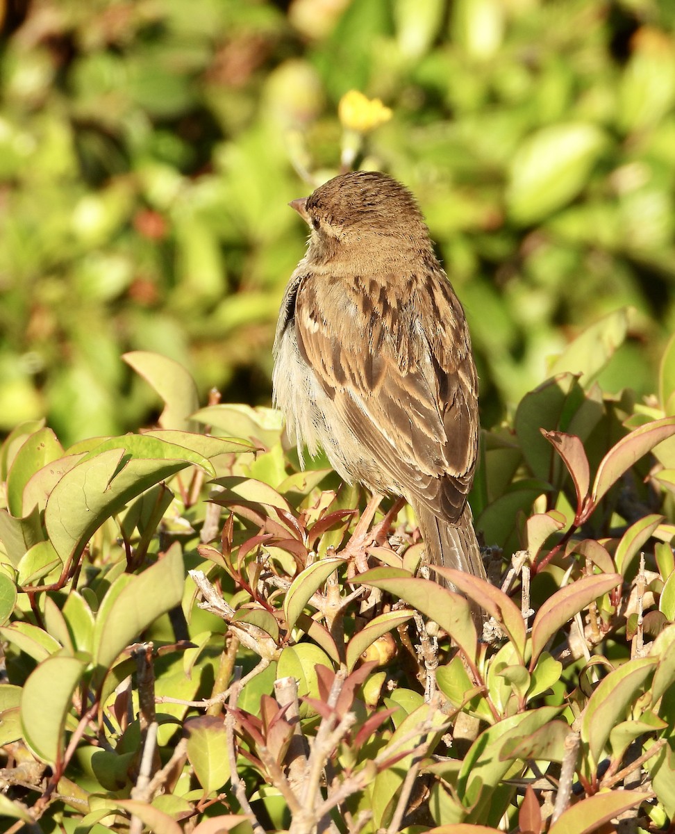 House Sparrow - ML639052023