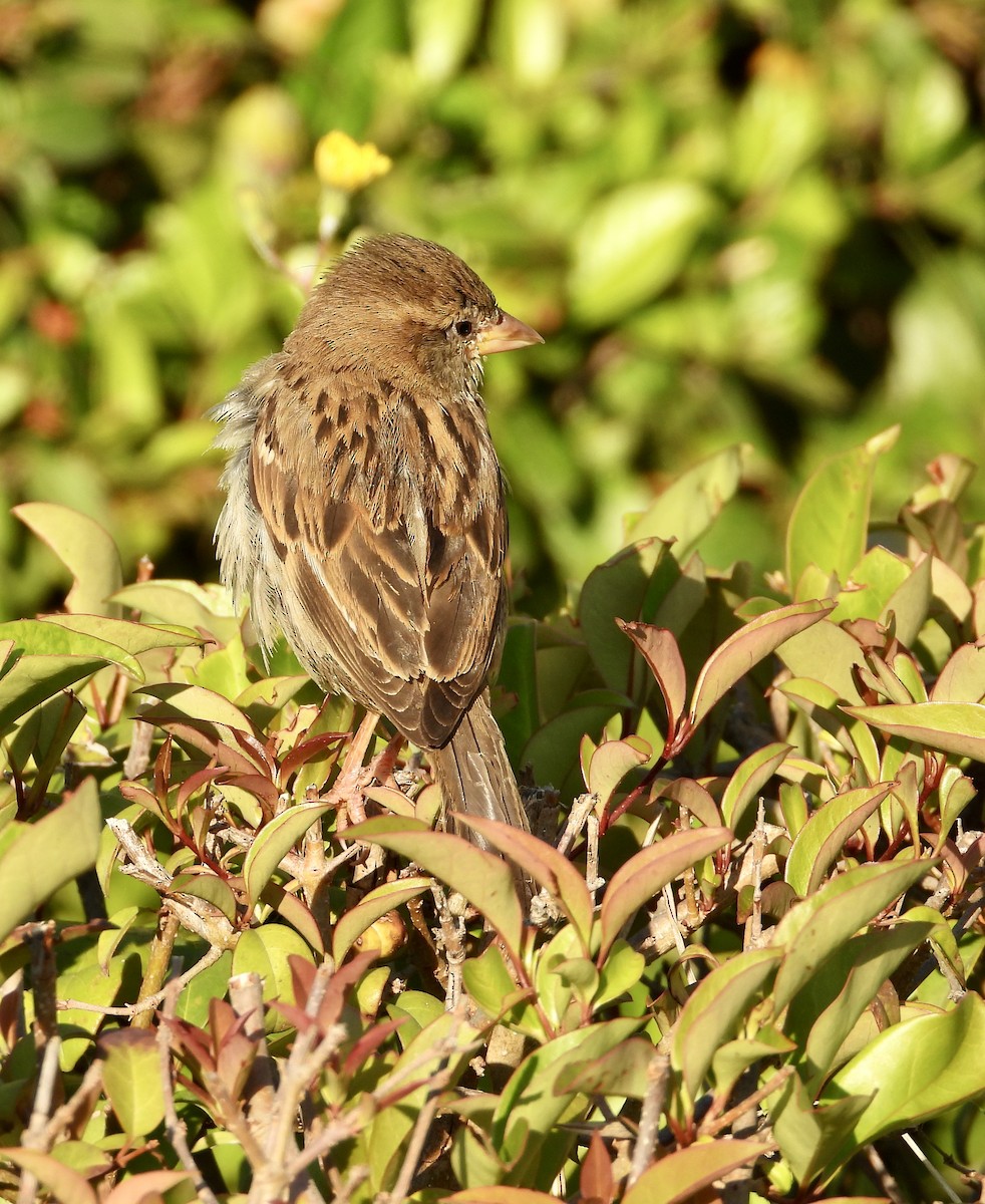 House Sparrow - ML639052024