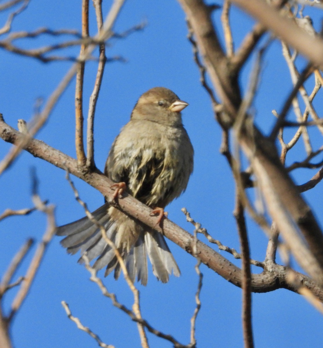 House Sparrow - ML639052035