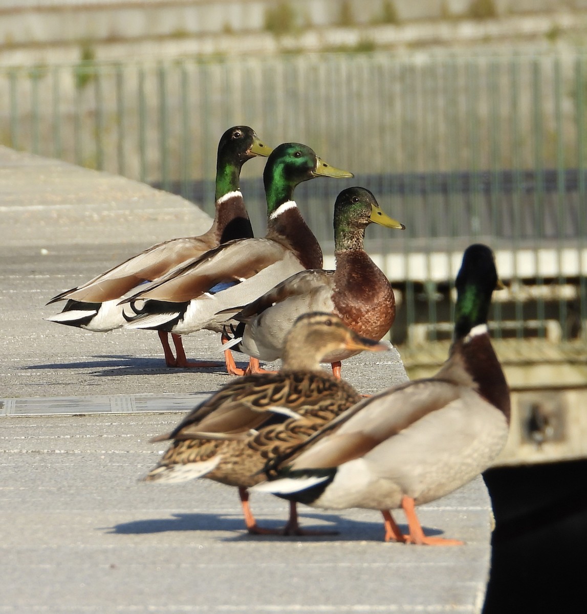Mallard - ML639052036
