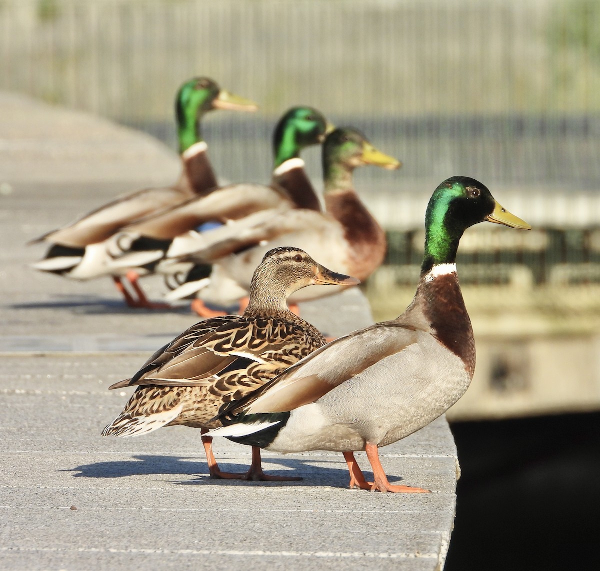 Mallard - ML639052038