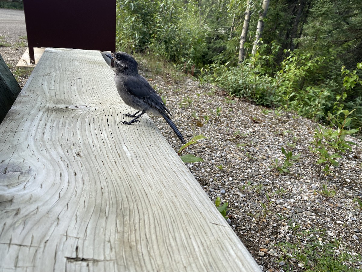 Canada Jay - ML639052040
