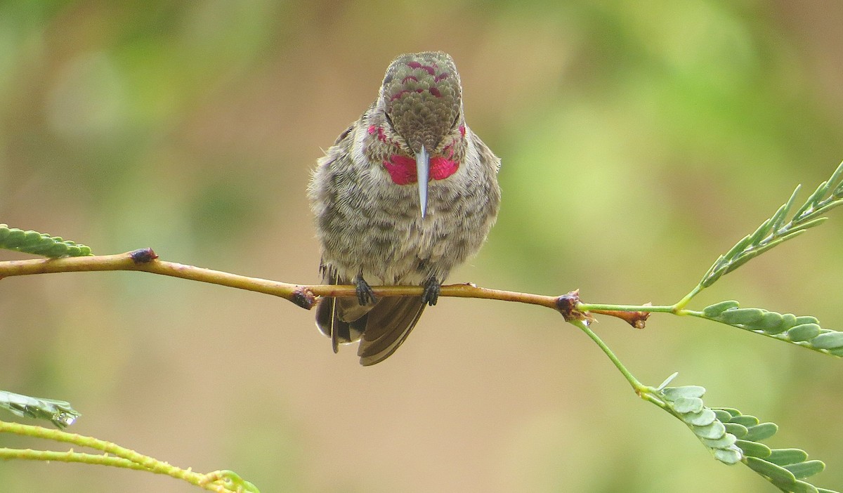 Anna's Hummingbird - ML639052113