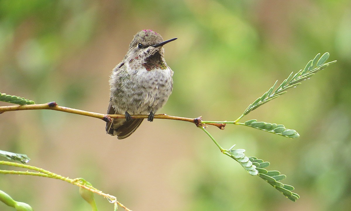 Anna's Hummingbird - ML639052114