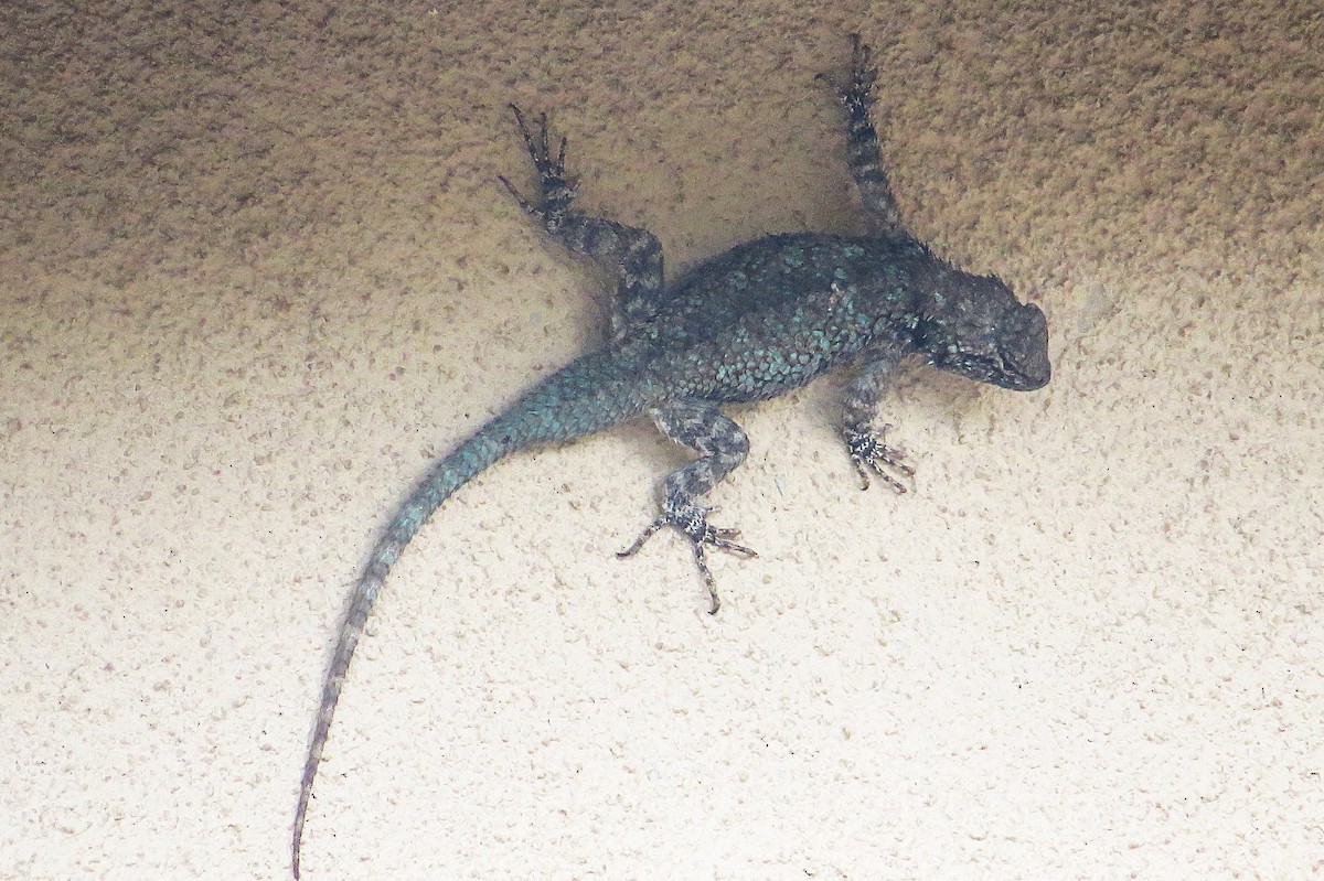 Clark's Spiny Lizard - ML639052121