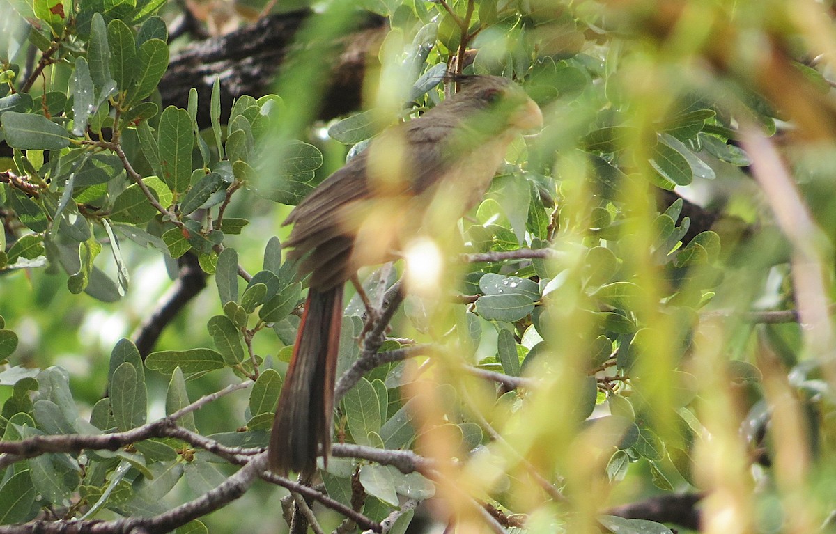 Pyrrhuloxia - ML639052126