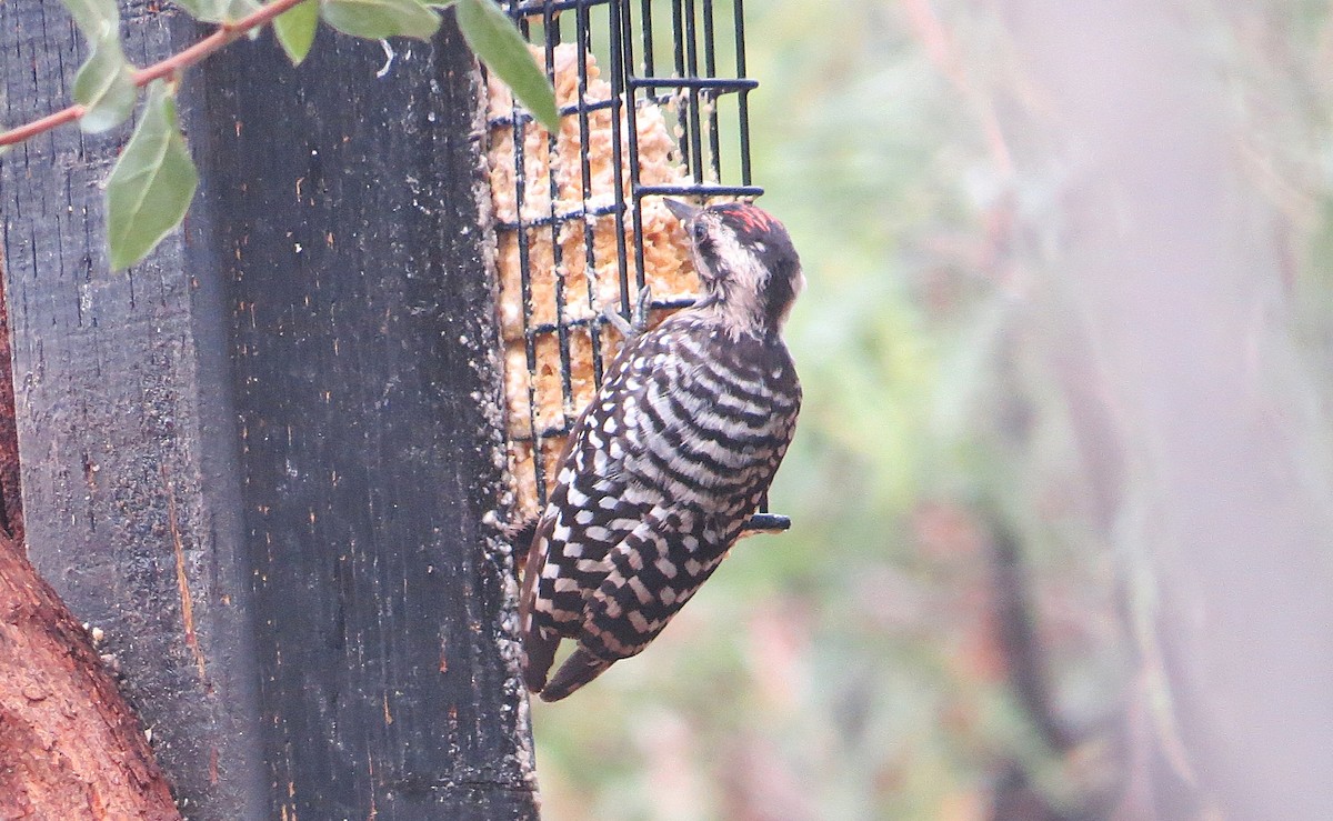 Ladder-backed Woodpecker - ML639052134