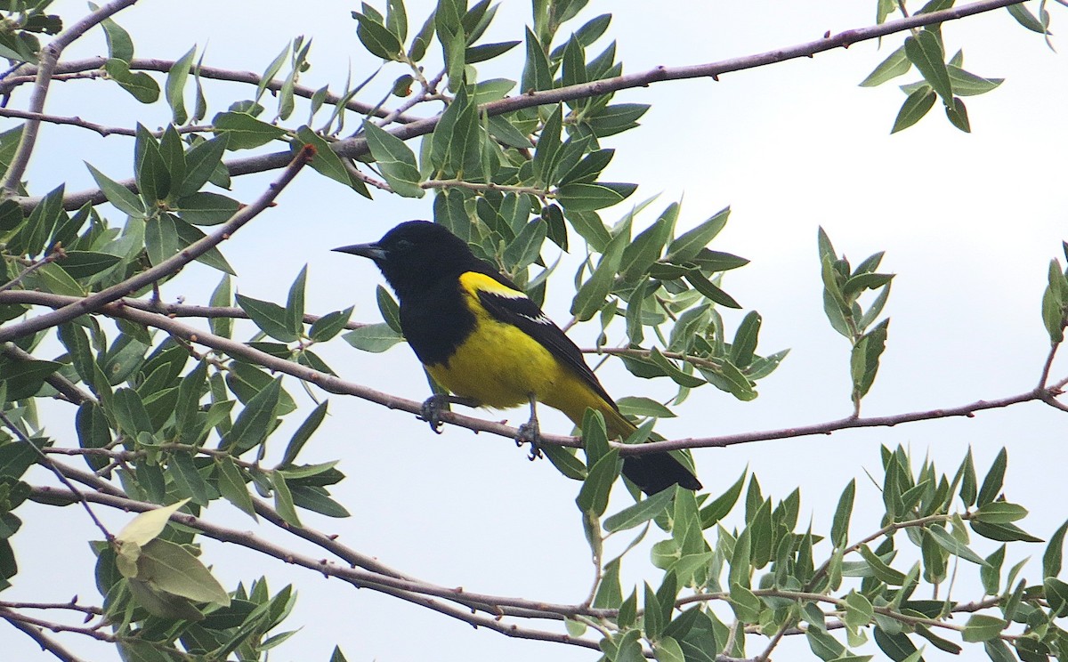 Scott's Oriole - ML639052136