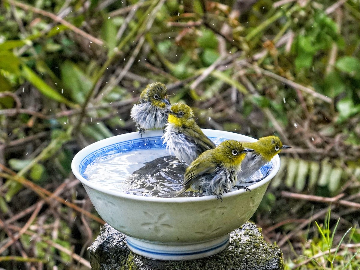 Warbling White-eye - ML639052143