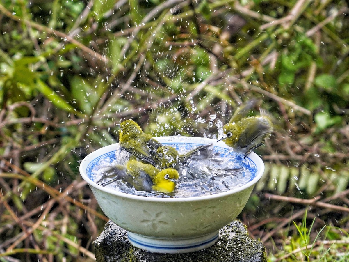 Warbling White-eye - ML639052144