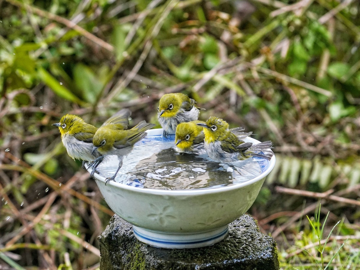 Warbling White-eye - ML639052146
