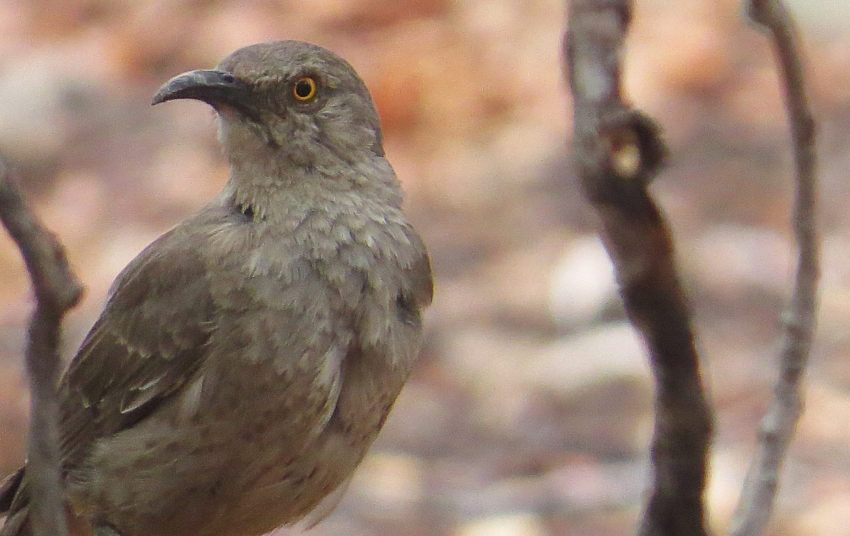 Curve-billed Thrasher - ML639052193