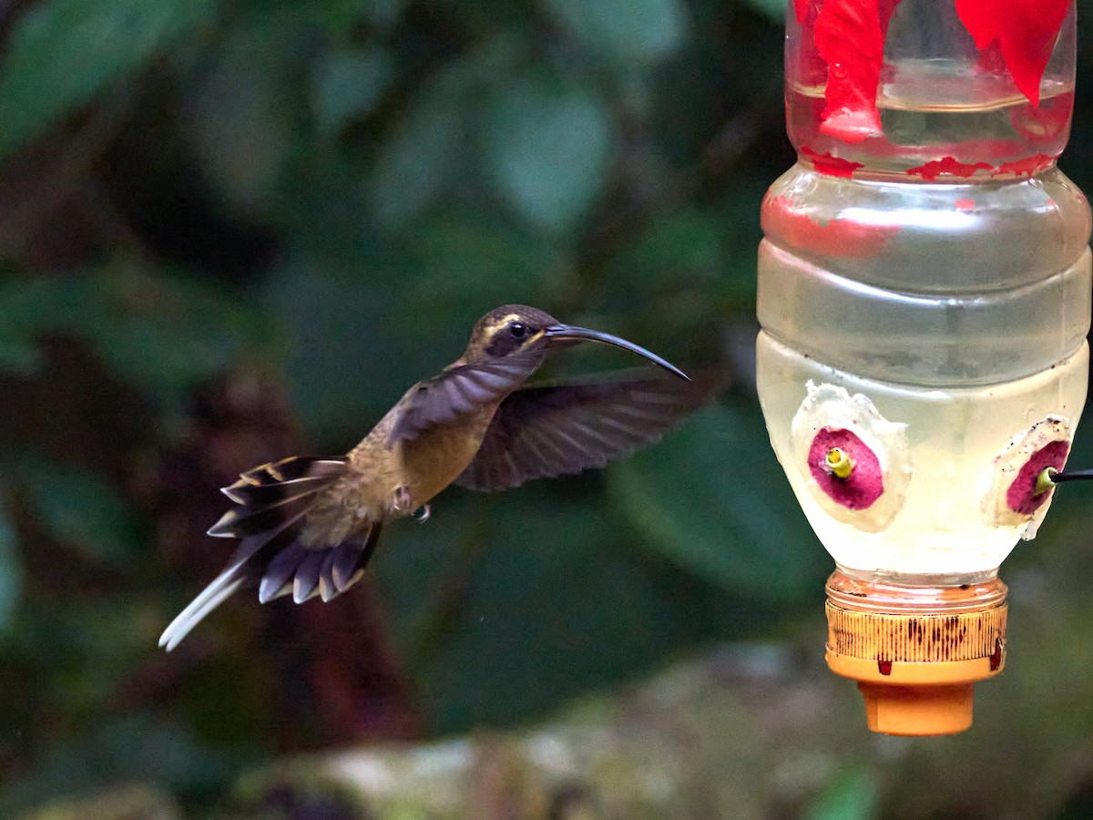 Great-billed Hermit - ML639052202