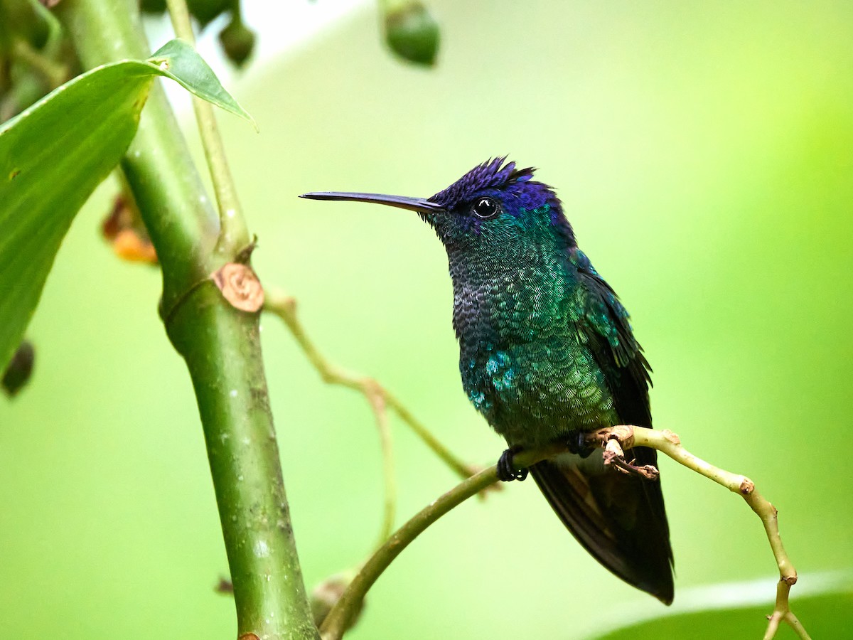Golden-tailed Sapphire - ML639052219