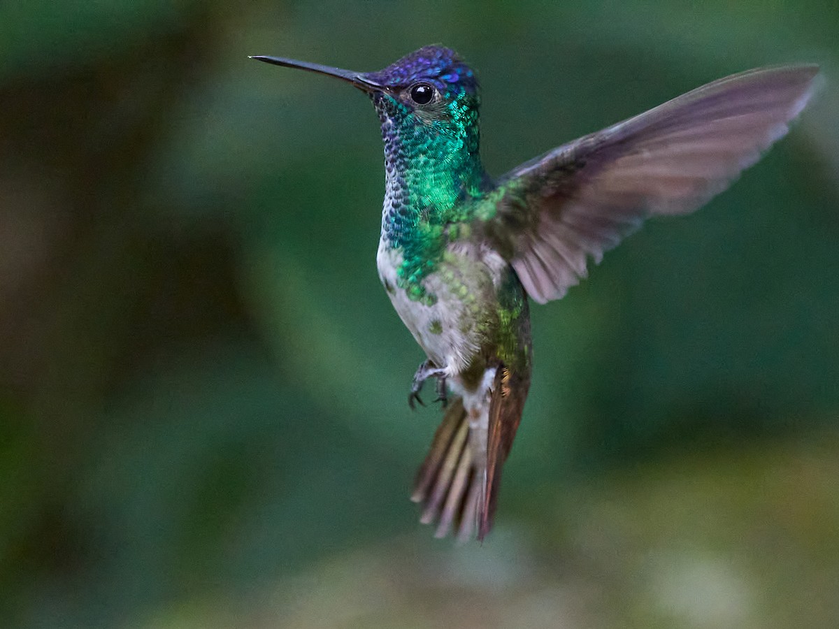 Golden-tailed Sapphire - ML639052228